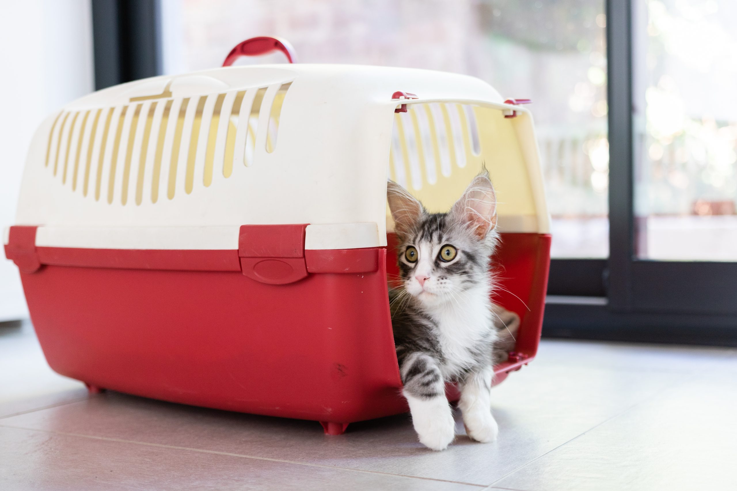 Transport maine coon