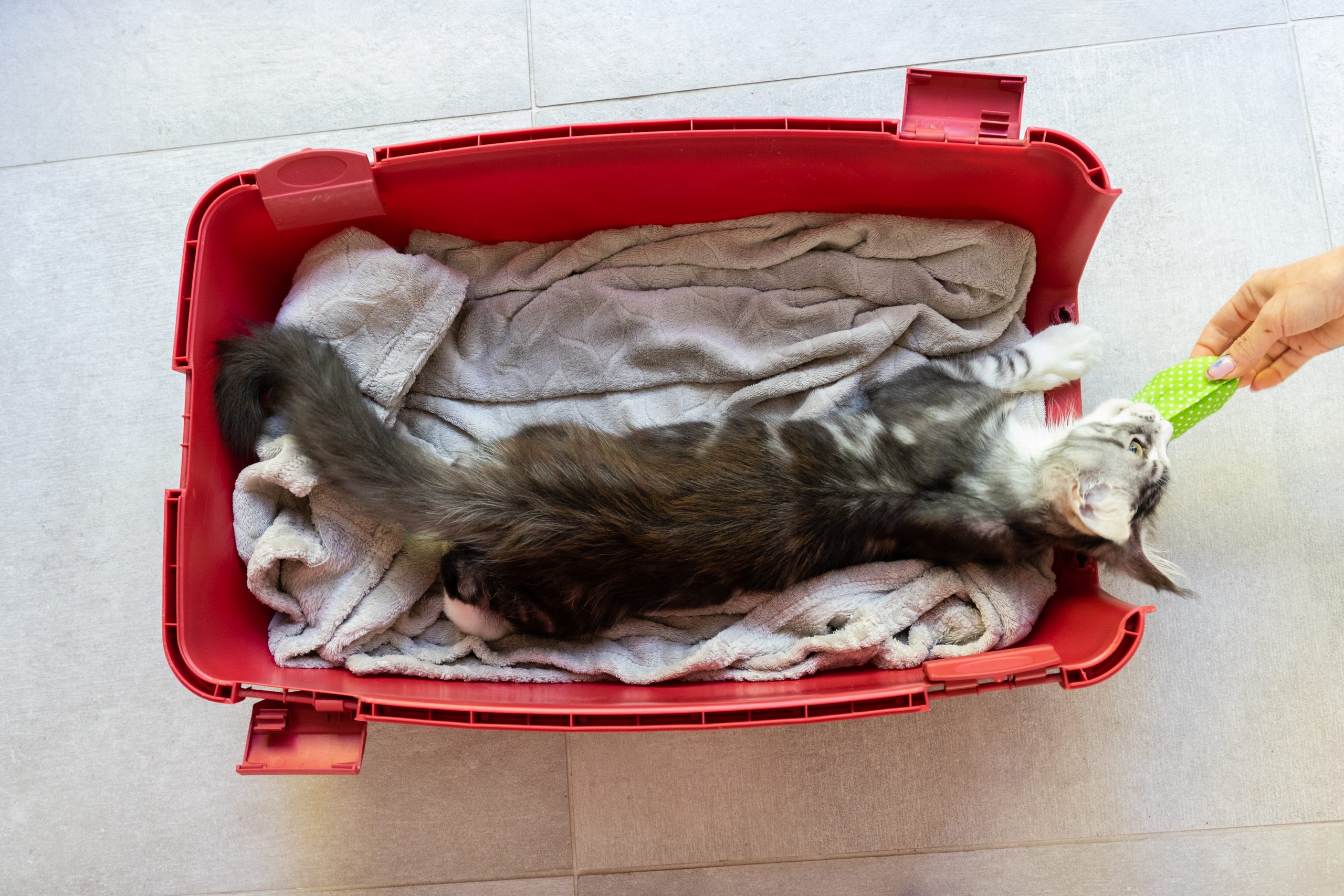 Mon maine coon Blaze joue dans sa cage de transport