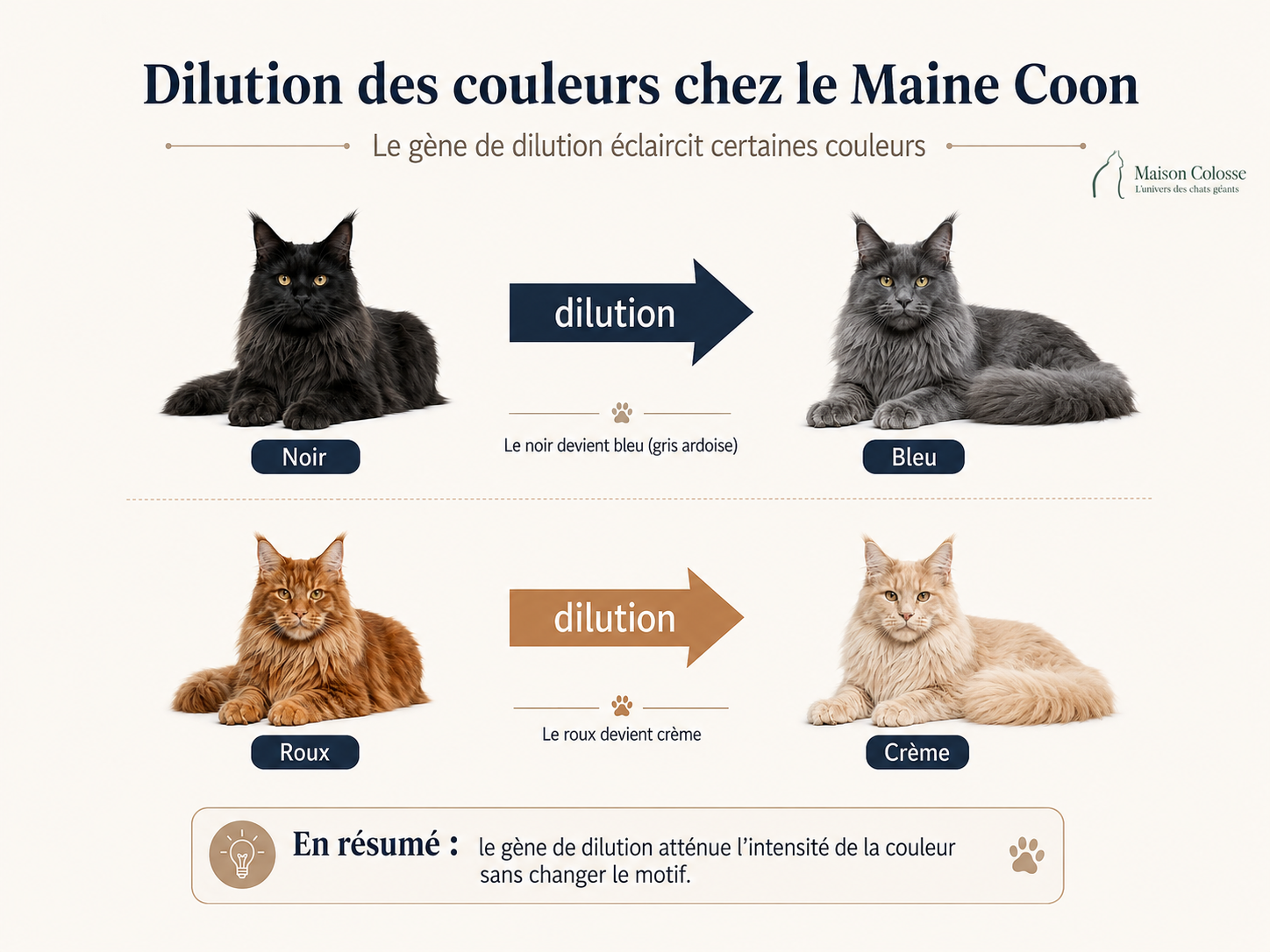 Dilution des couleurs chez le Maine Coon Dilution des couleurs chez le Maine Coon