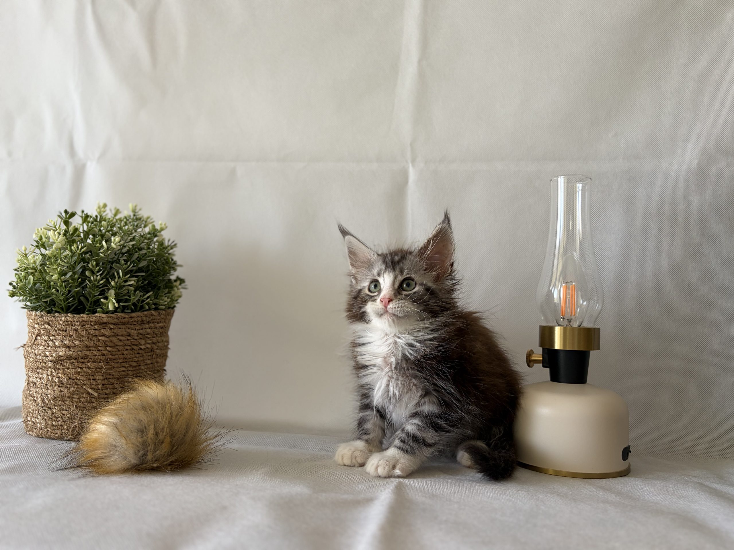 Chaton maine coon à 11 semaines