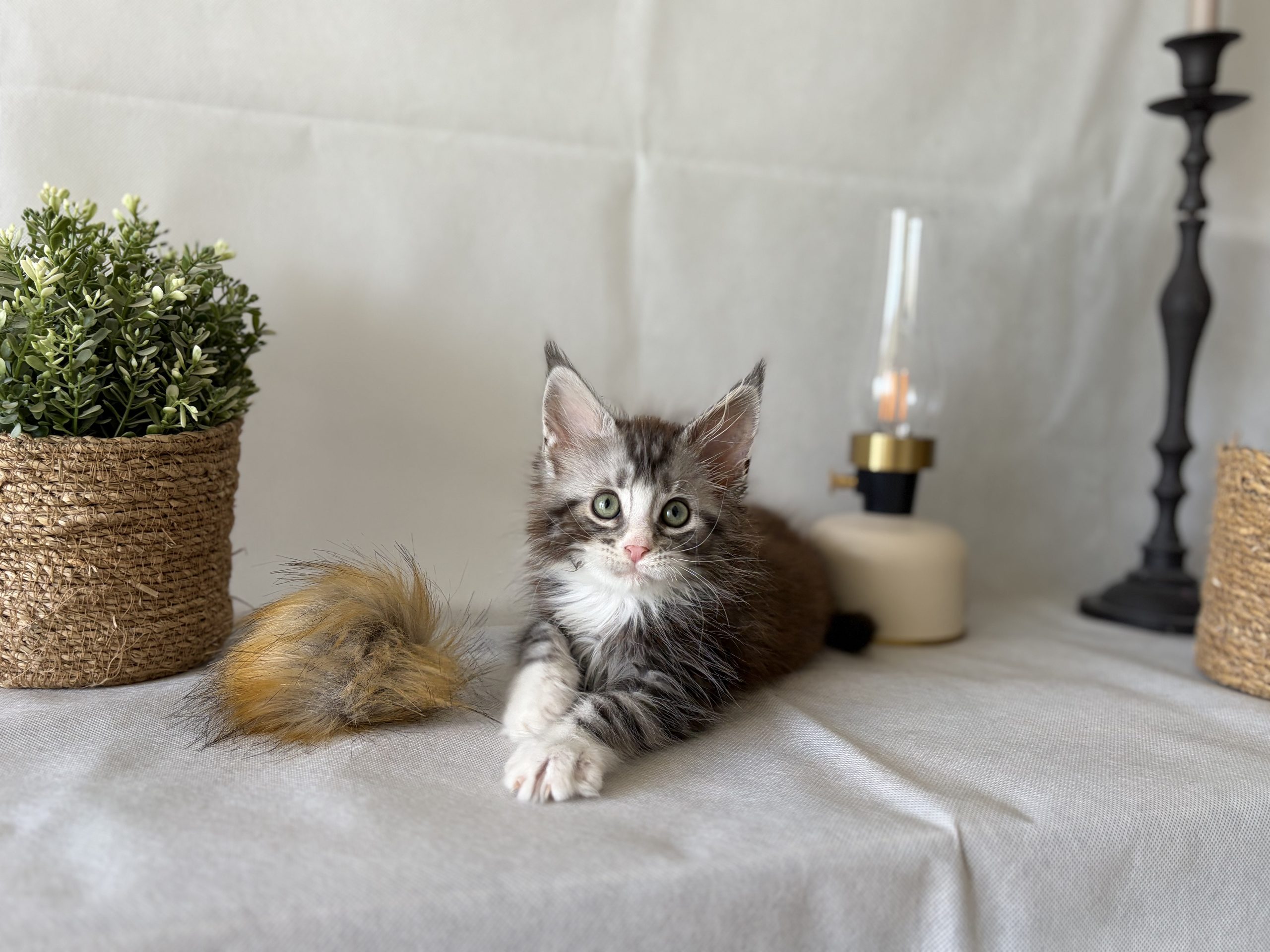 Le maine coon est-il fait pour vous ? Le maine coon est-il fait pour vous ?