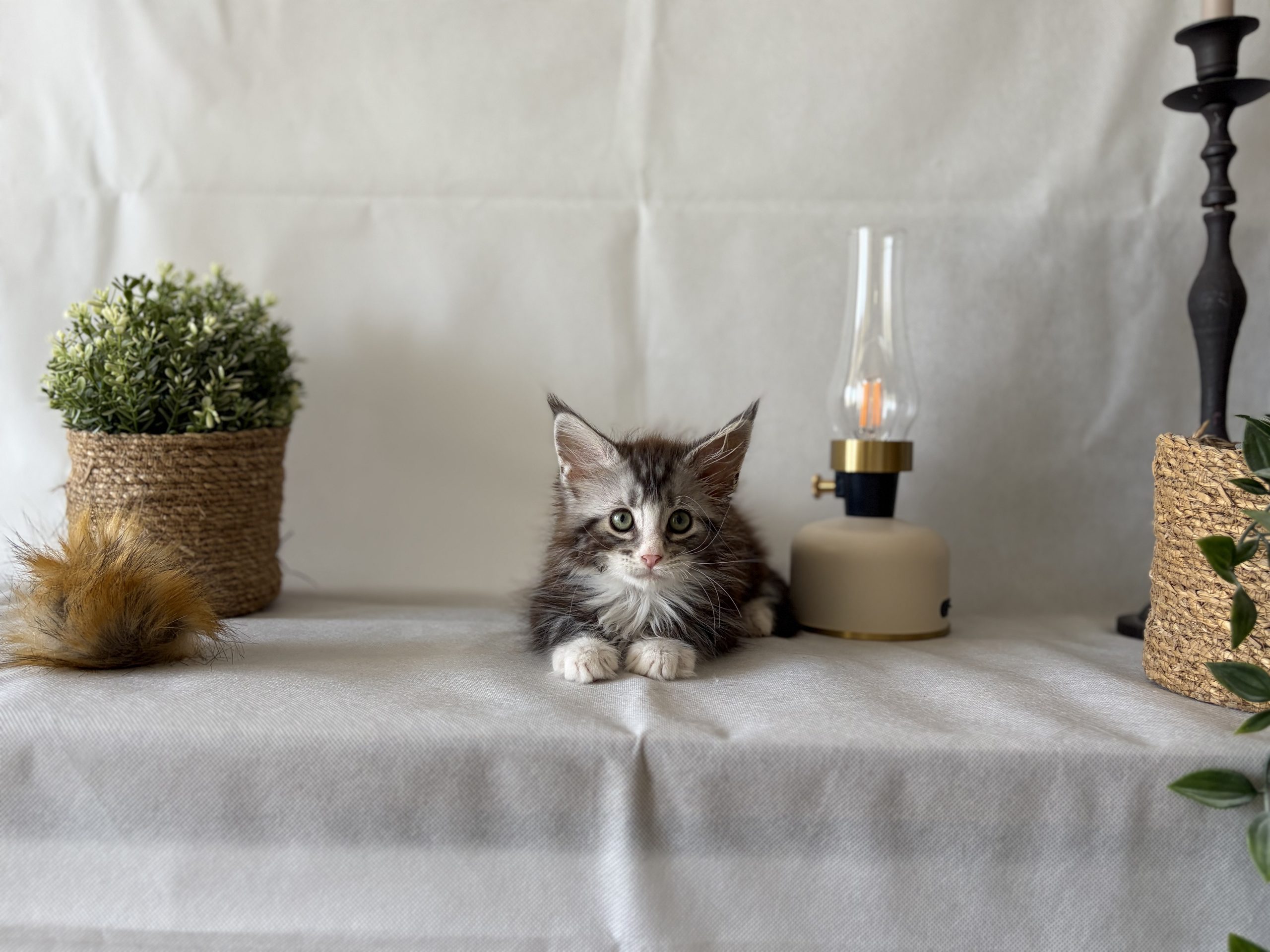 Blaze - Notre chaton Maine Coon