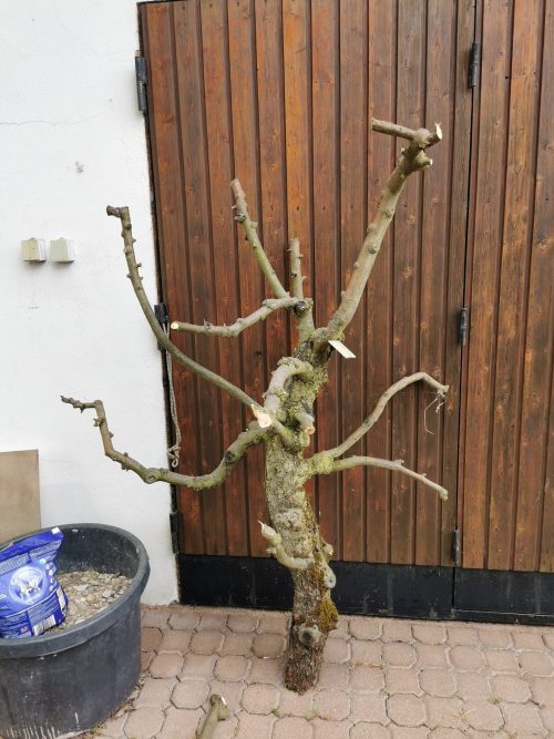 Le bois brut de mon arbre à chat