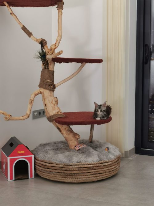 Arbre à chat pour maine coon en bois