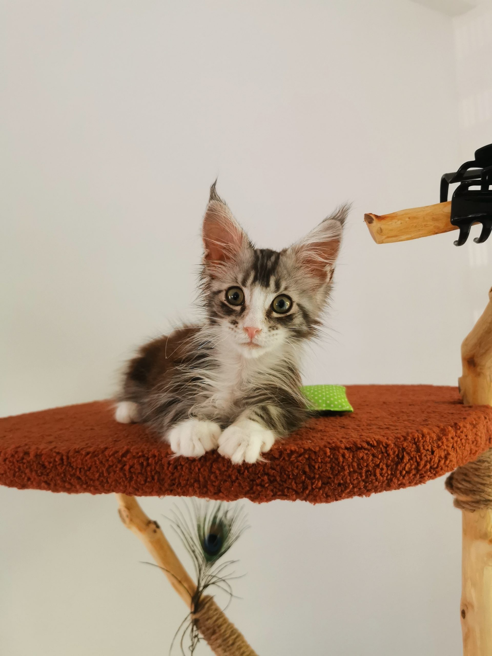 Chaton maine coon à 3 mois
