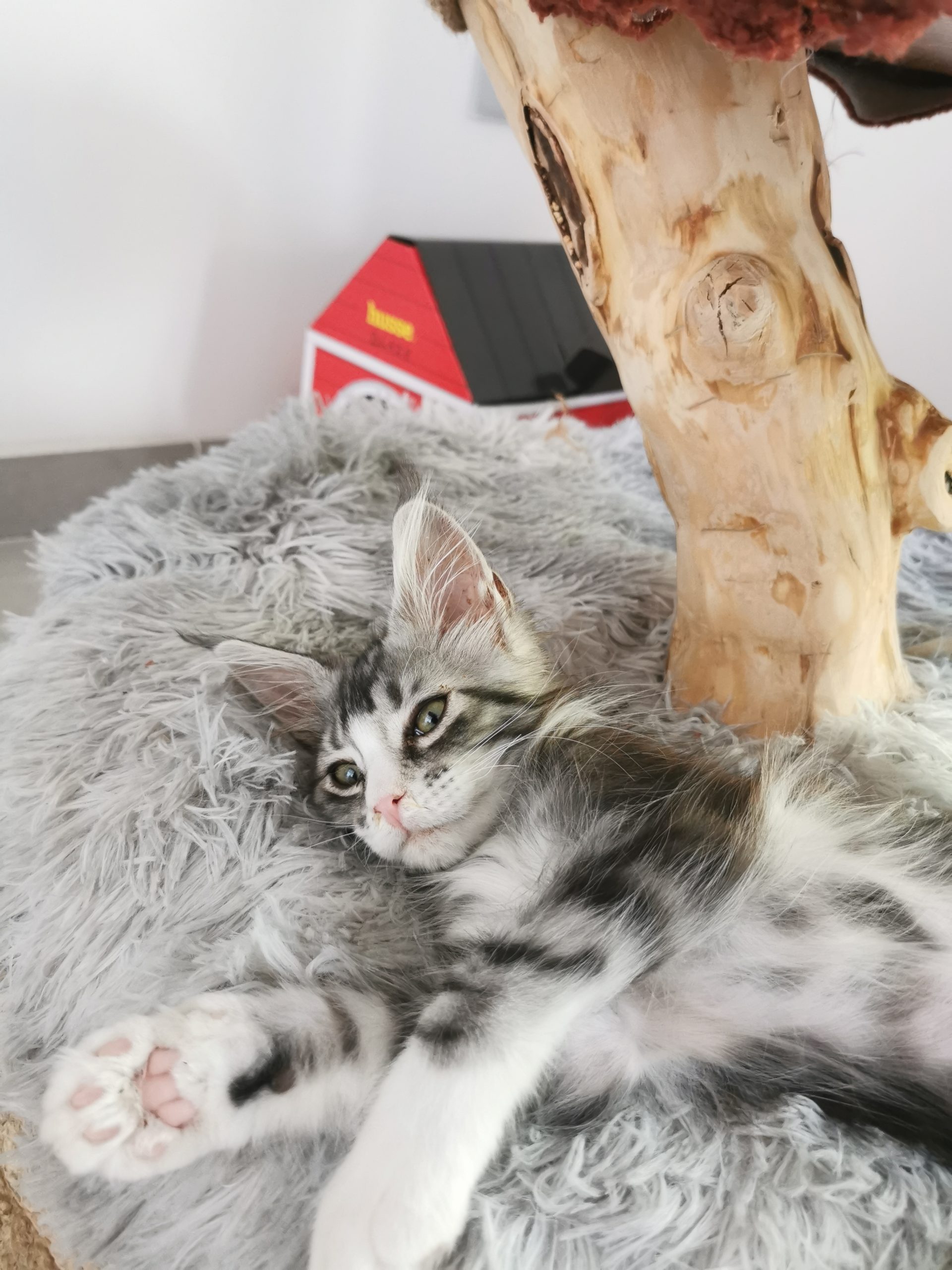 Blaze mon Maine Coon Blaze mon Maine Coon entrain de dormir