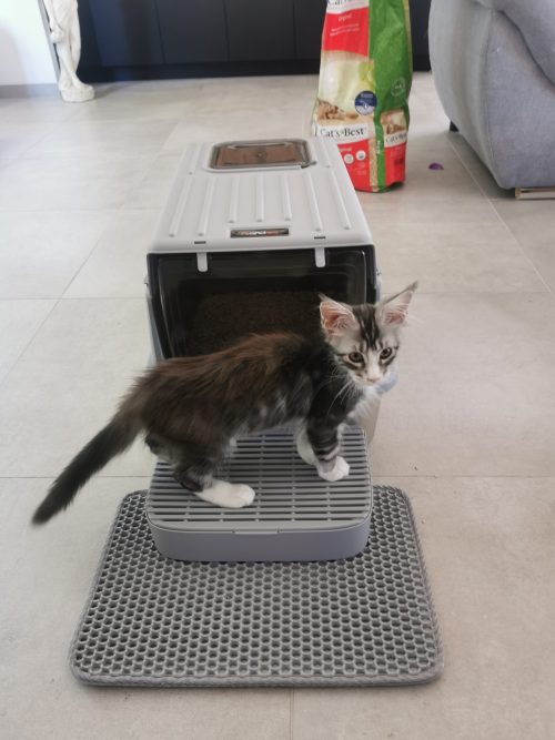 Un chaton maine coon devant sa litière