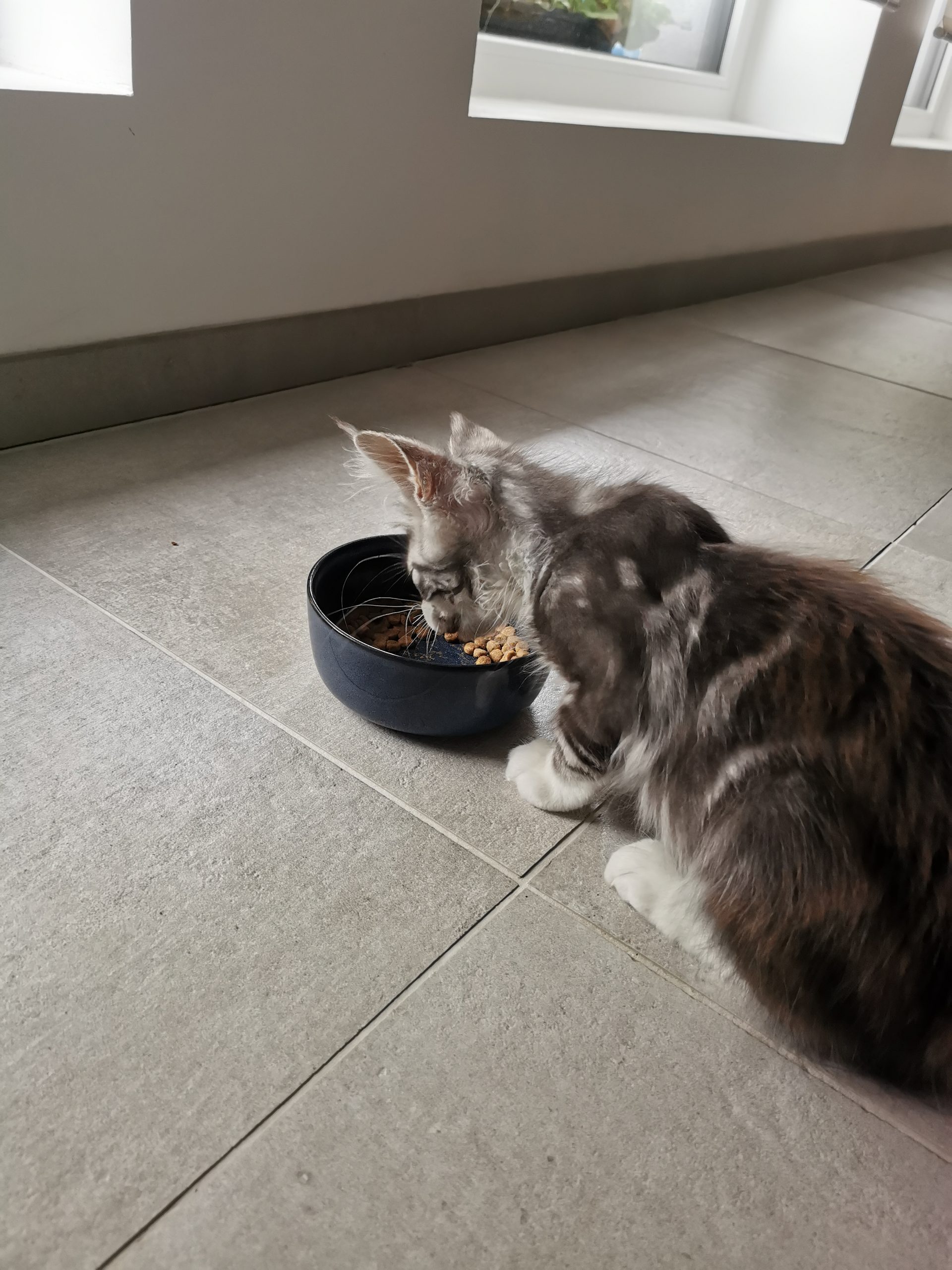 Blaze mange ses croquettes Blaze mange ses croquettes