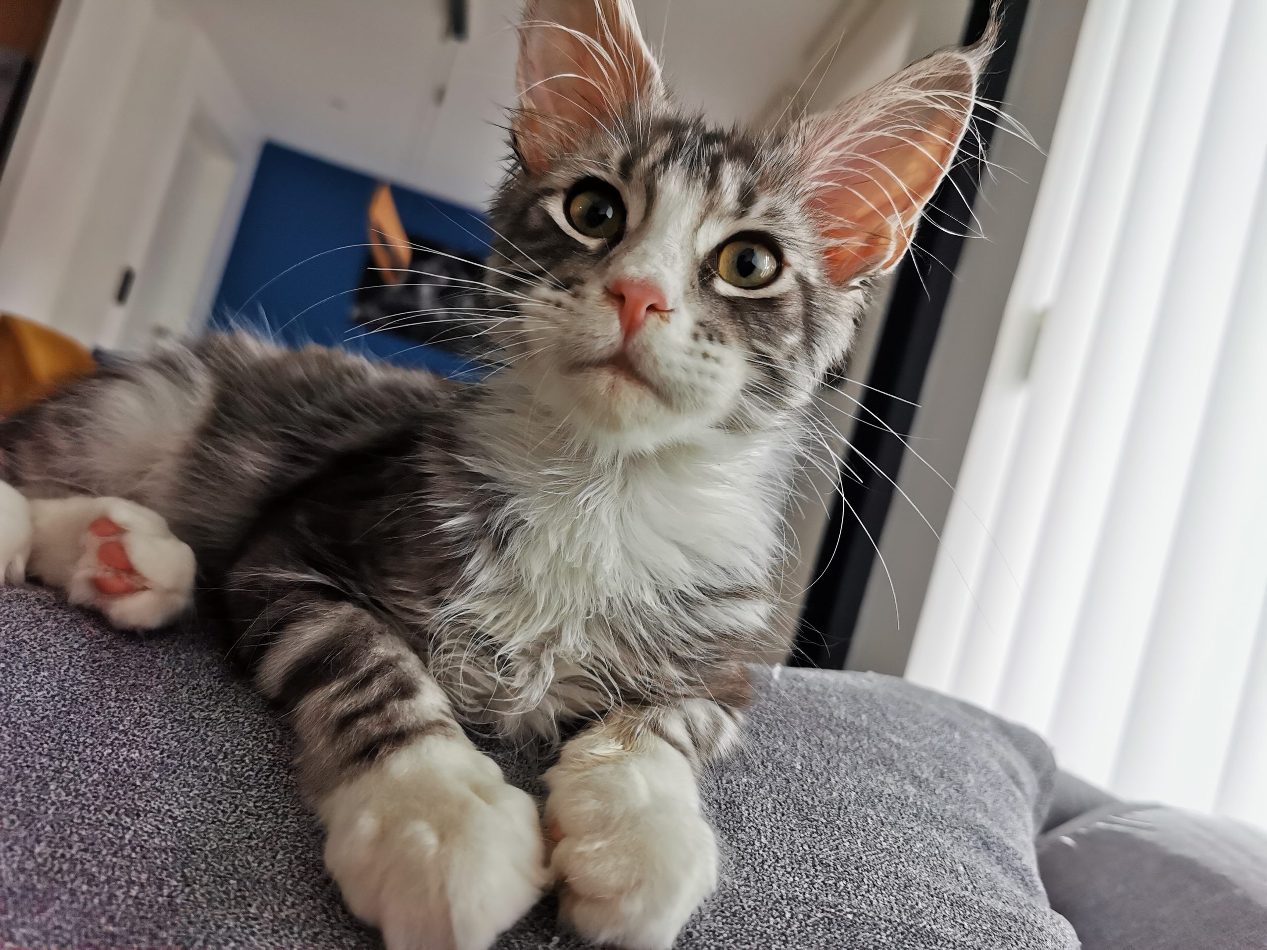 Les défauts du maine coon Les défauts du maine coon