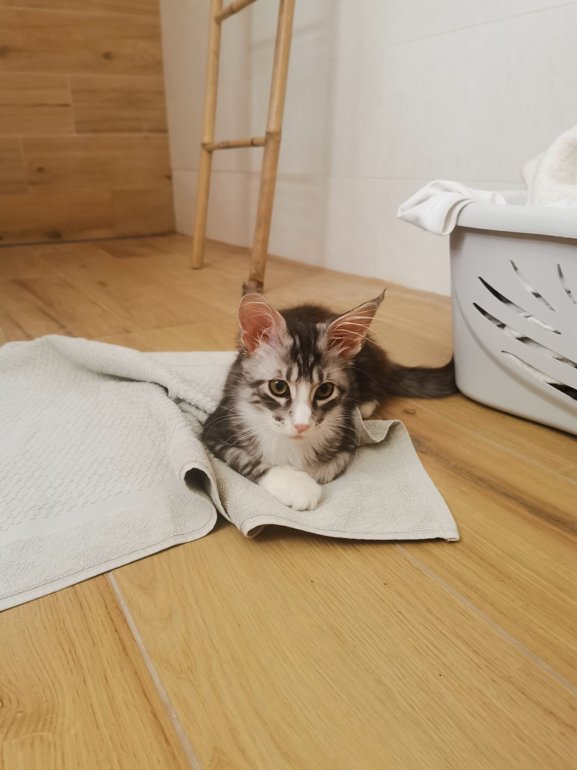 Le maine coon n'aime pas forcément être mouillé Le maine coon n'aime pas forcément être mouillé