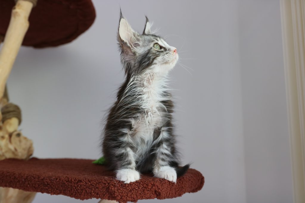 Blaze, le Maine Coon de Maison Colosse