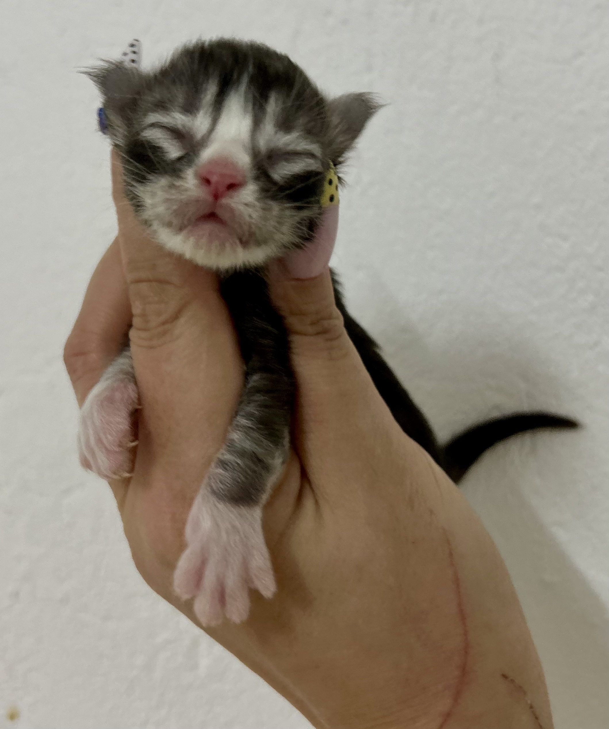 Chaton maine coon à la naissance