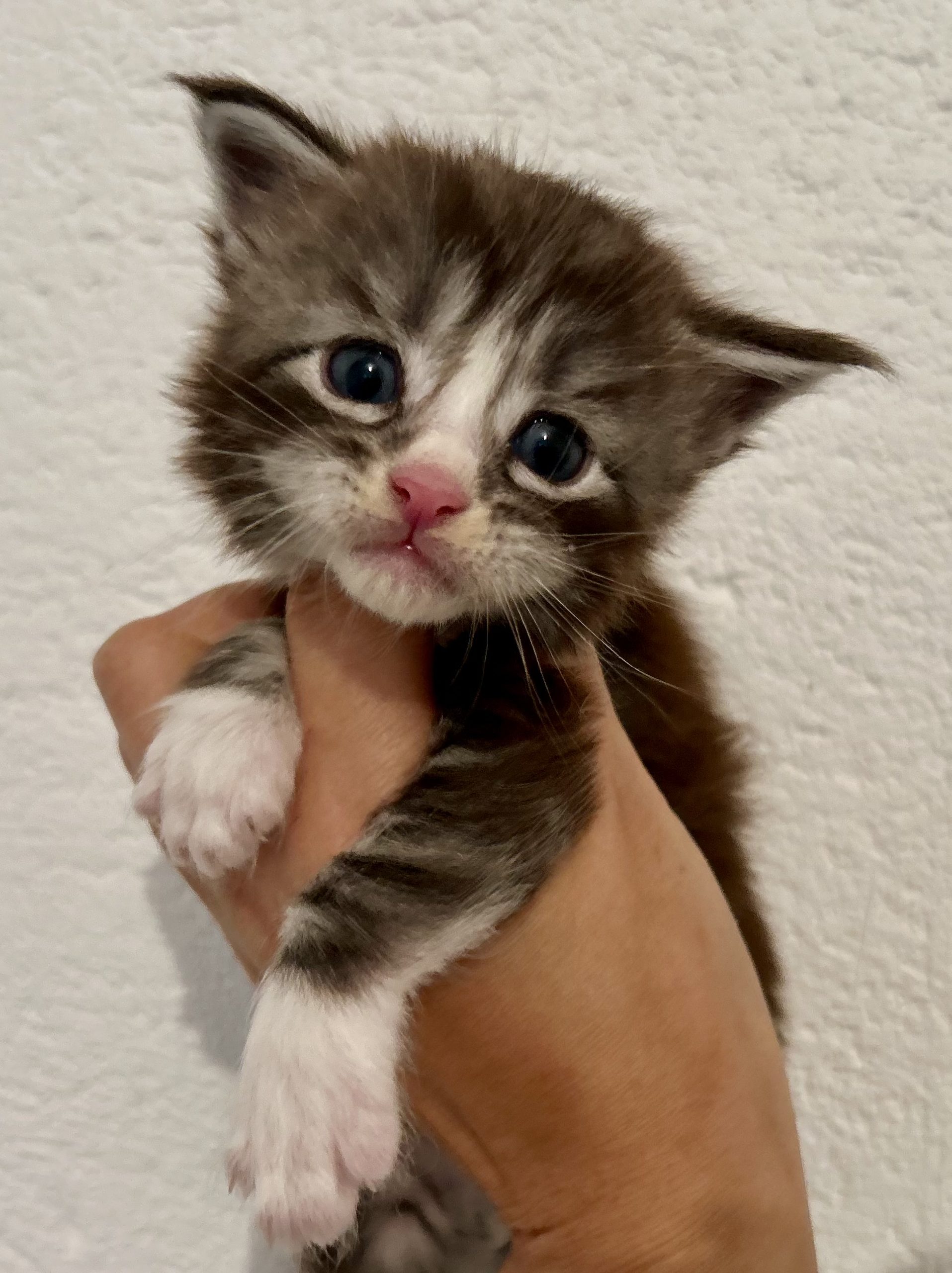 Chaton maine coon à 1 mois