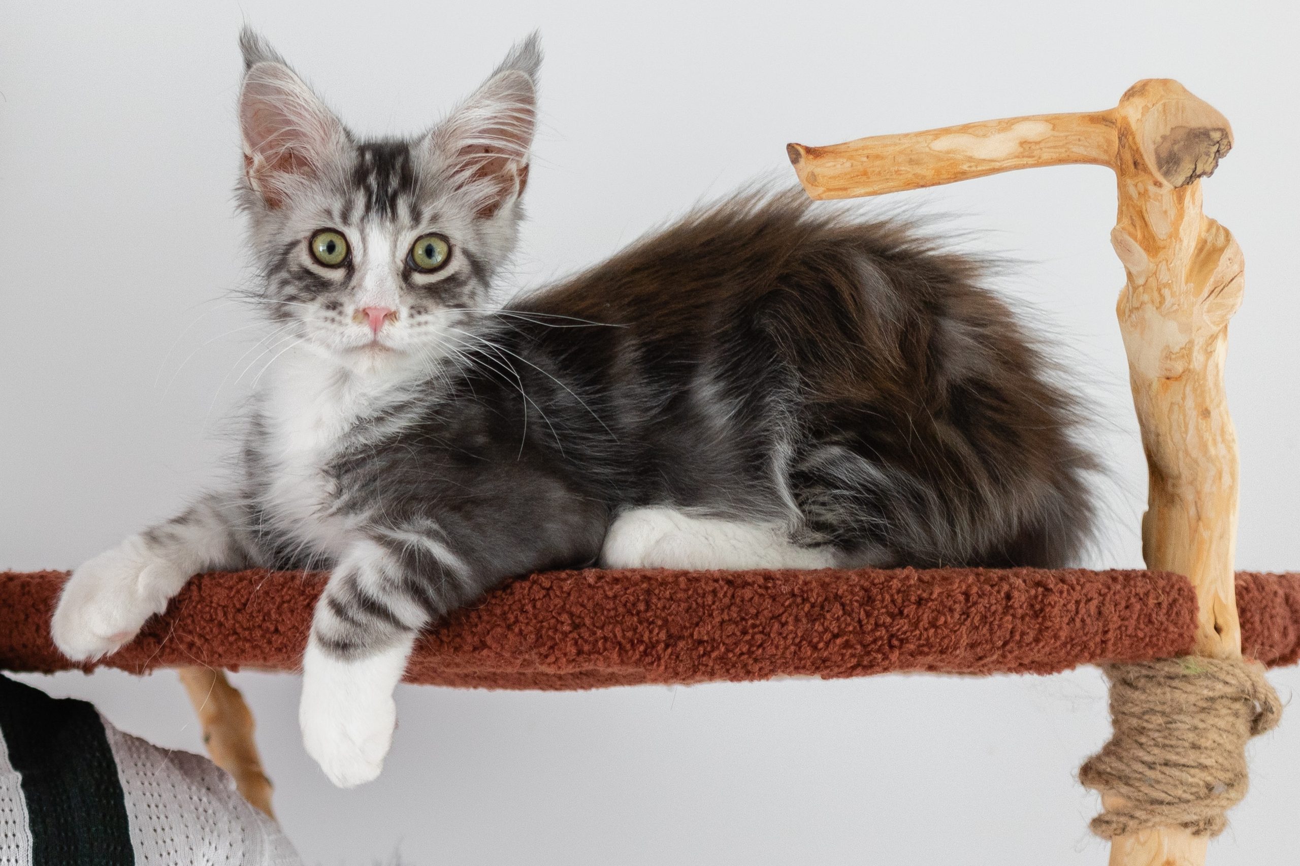 Chaton maine coon à 4 mois