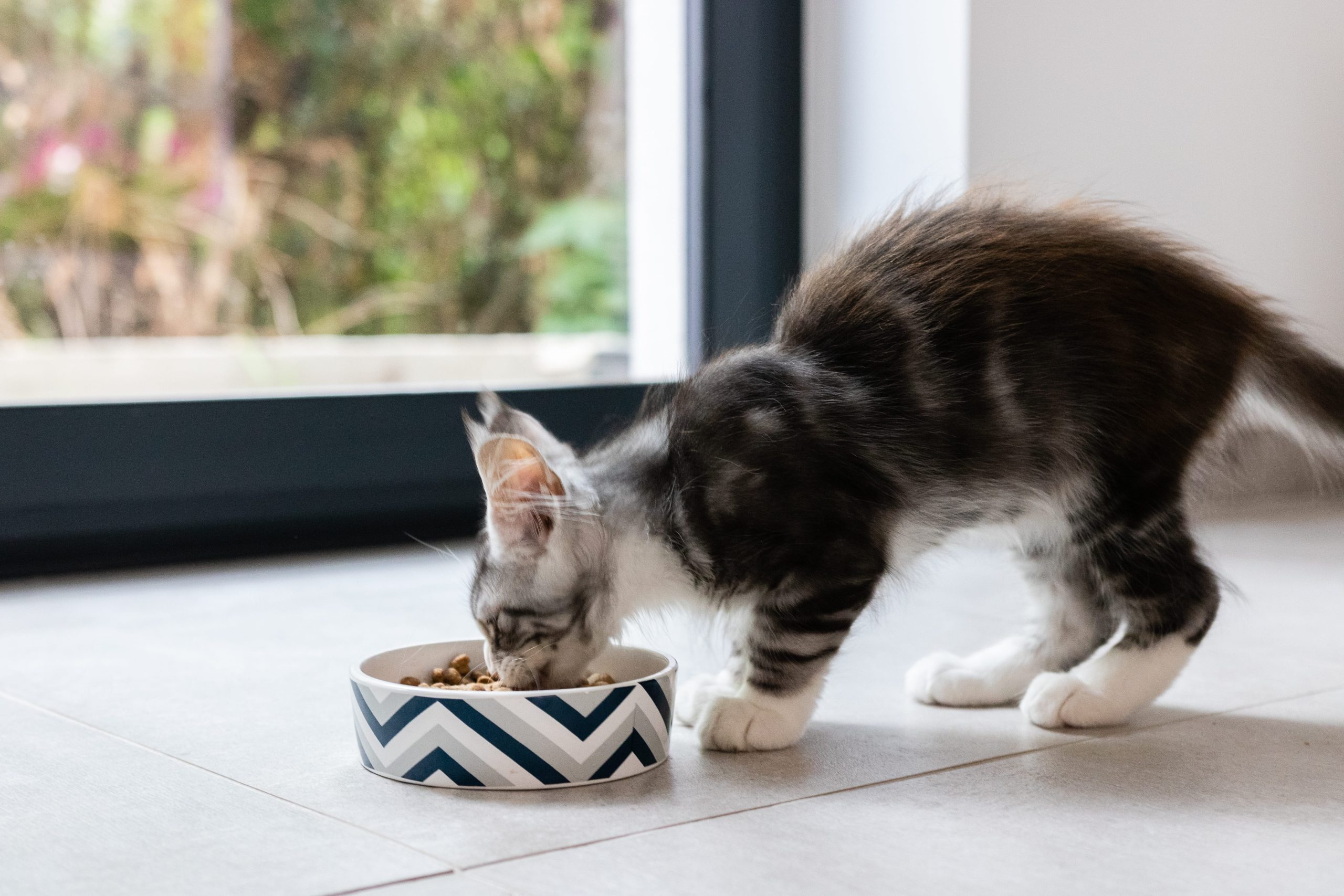 Les croquettes pour Maine Coon Les croquettes pour Maine Coon