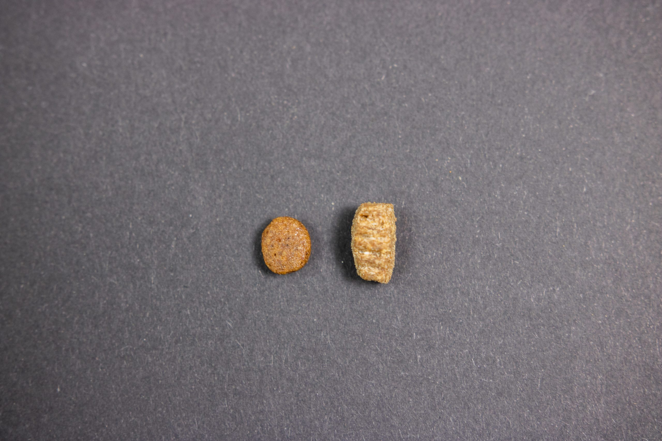 Différence entre croquettes kitten et standard Différence entre croquettes kitten et standard