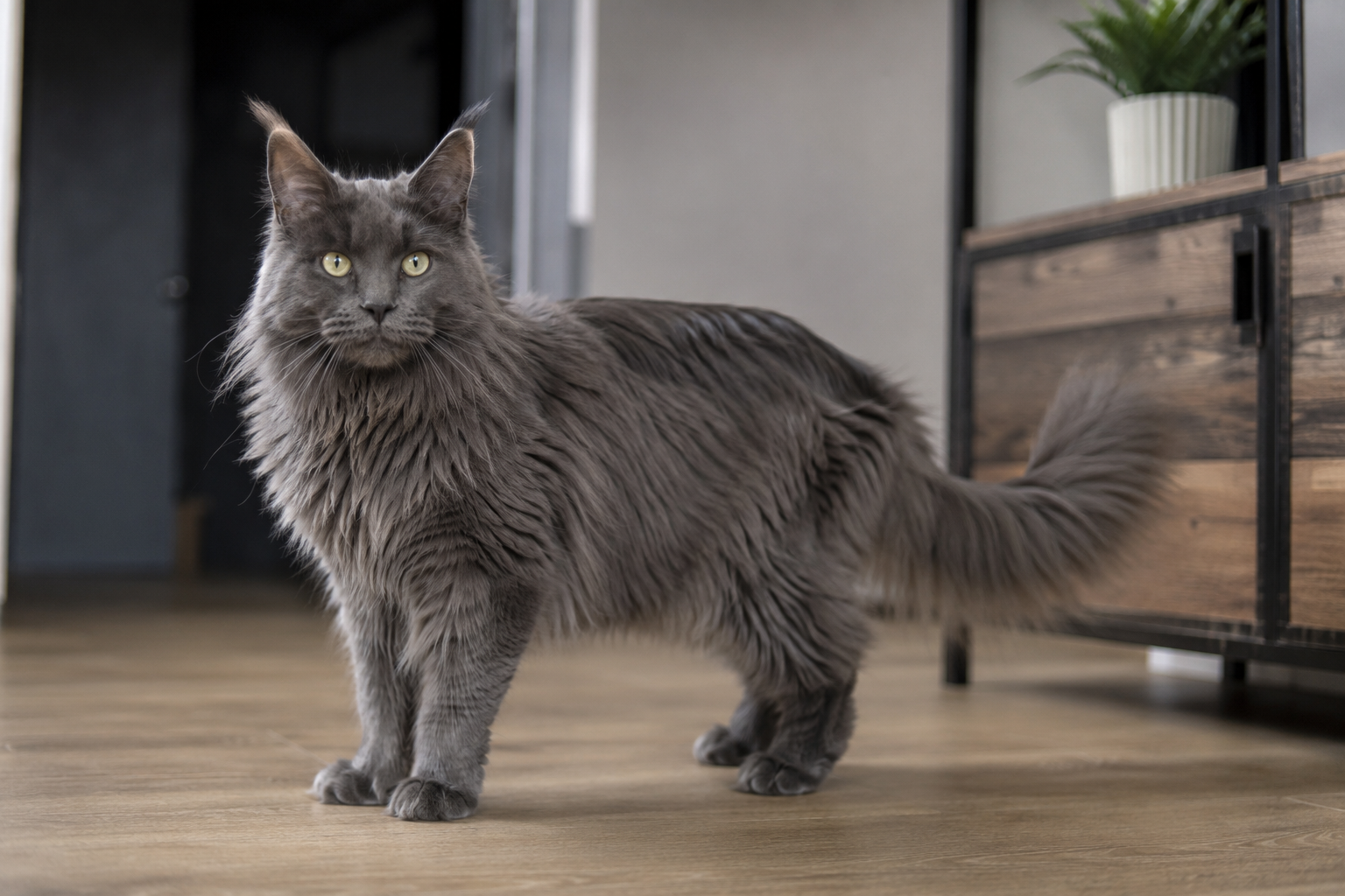 Maine coon bleu solid Maine coon bleu solid