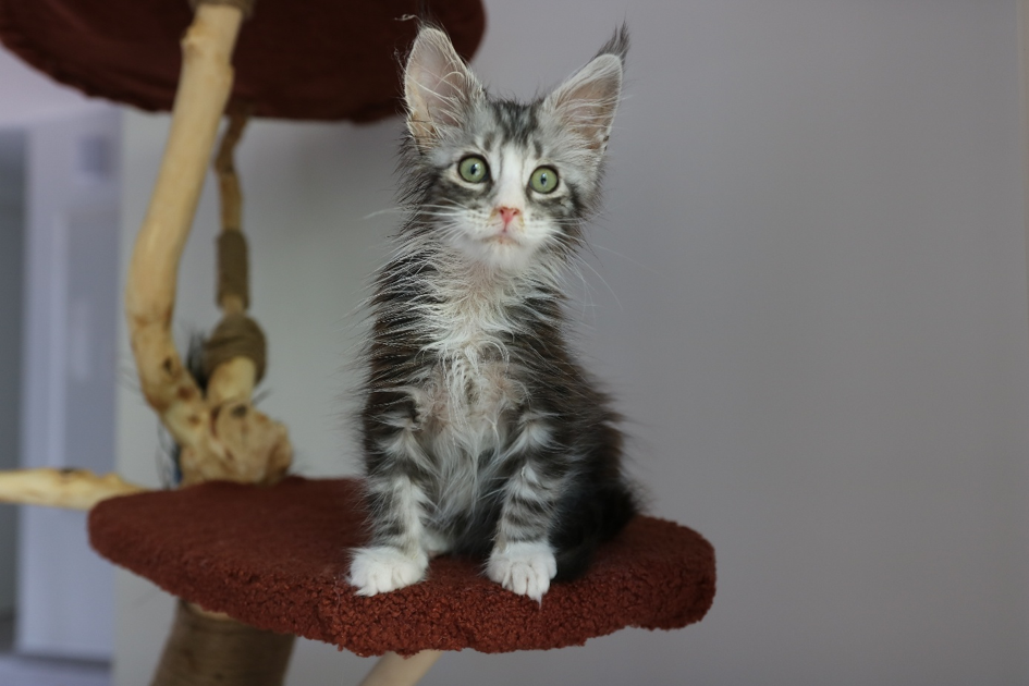 Le prix d'un maine coon