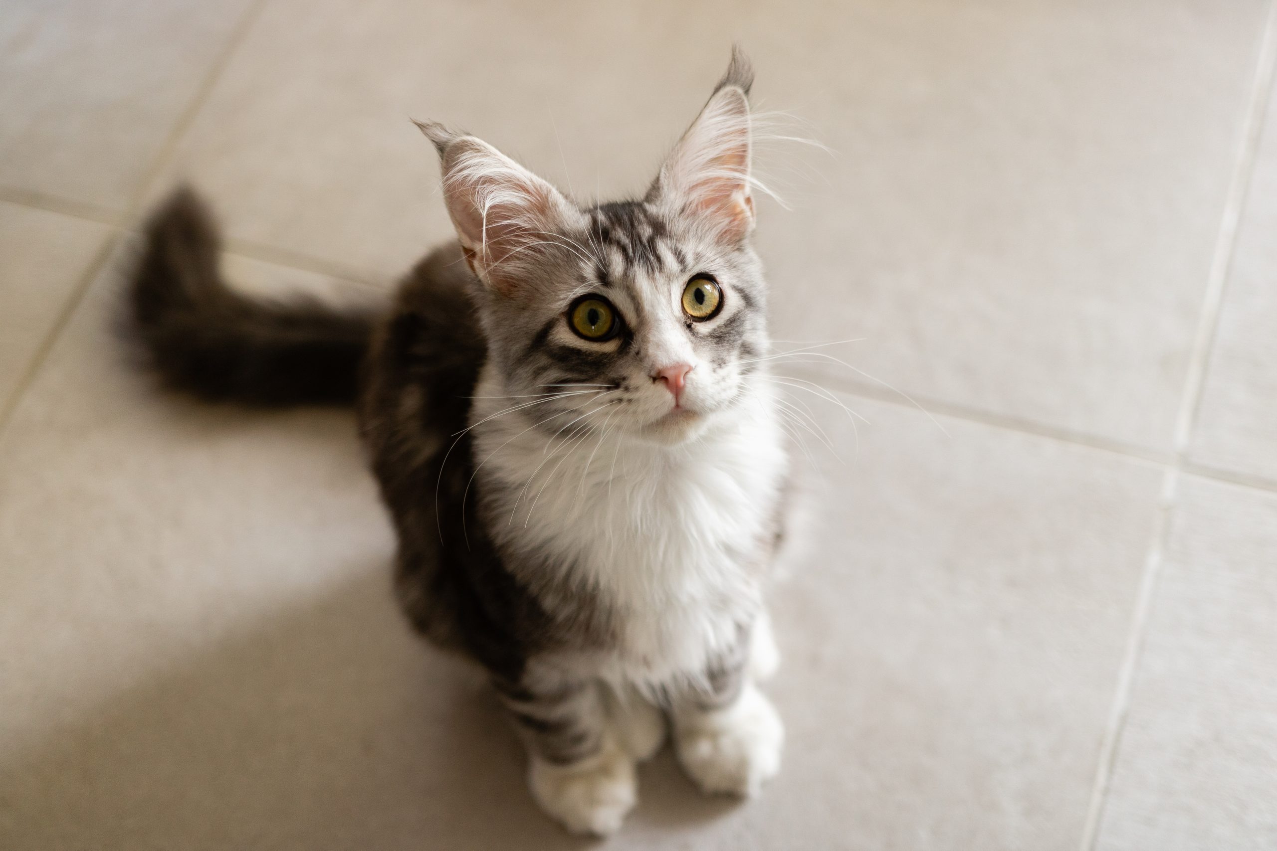 Un chaton maine coon à 5 mois