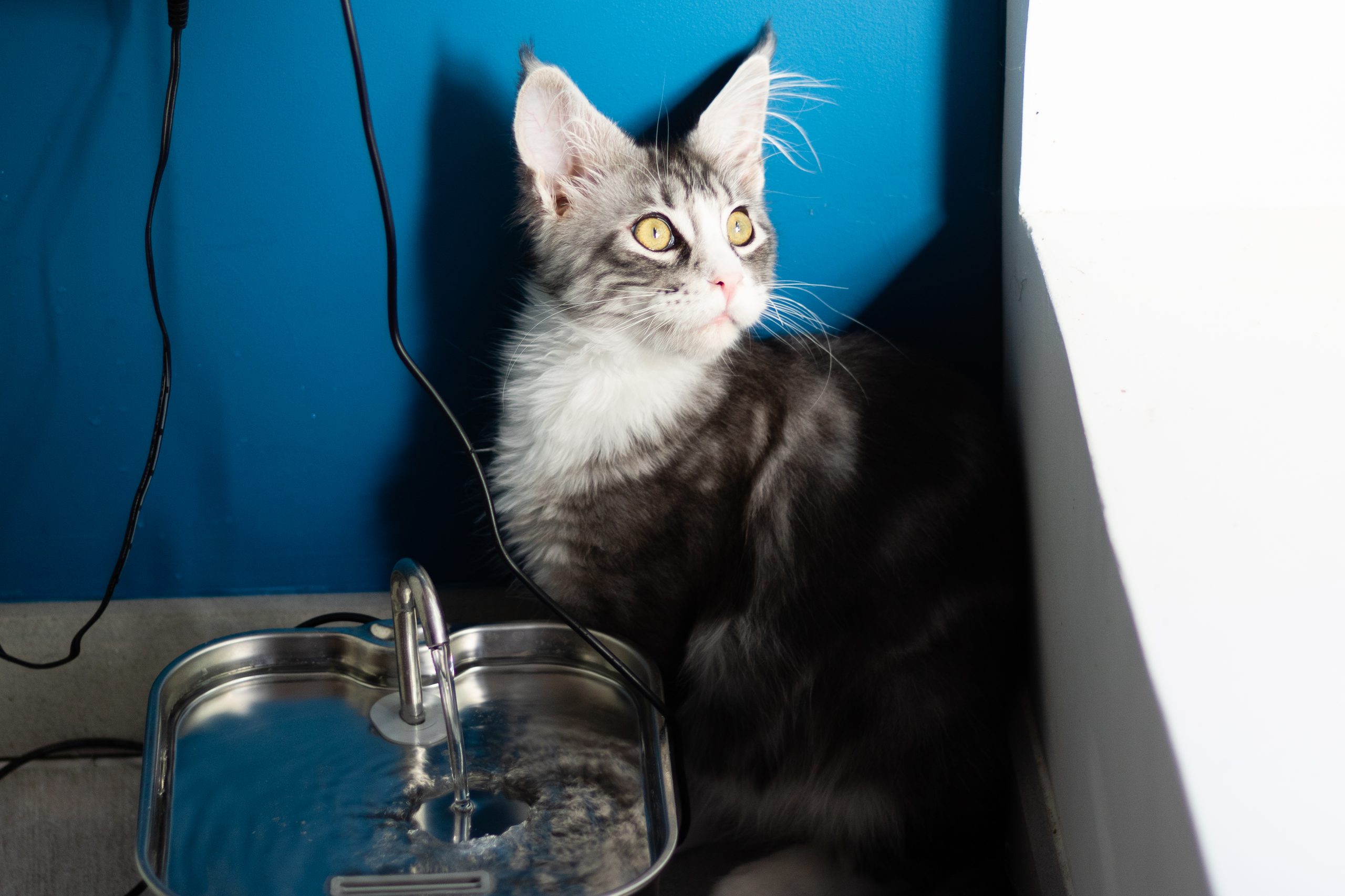 Le brossage d'un chaton maine coon n'est pas aisé