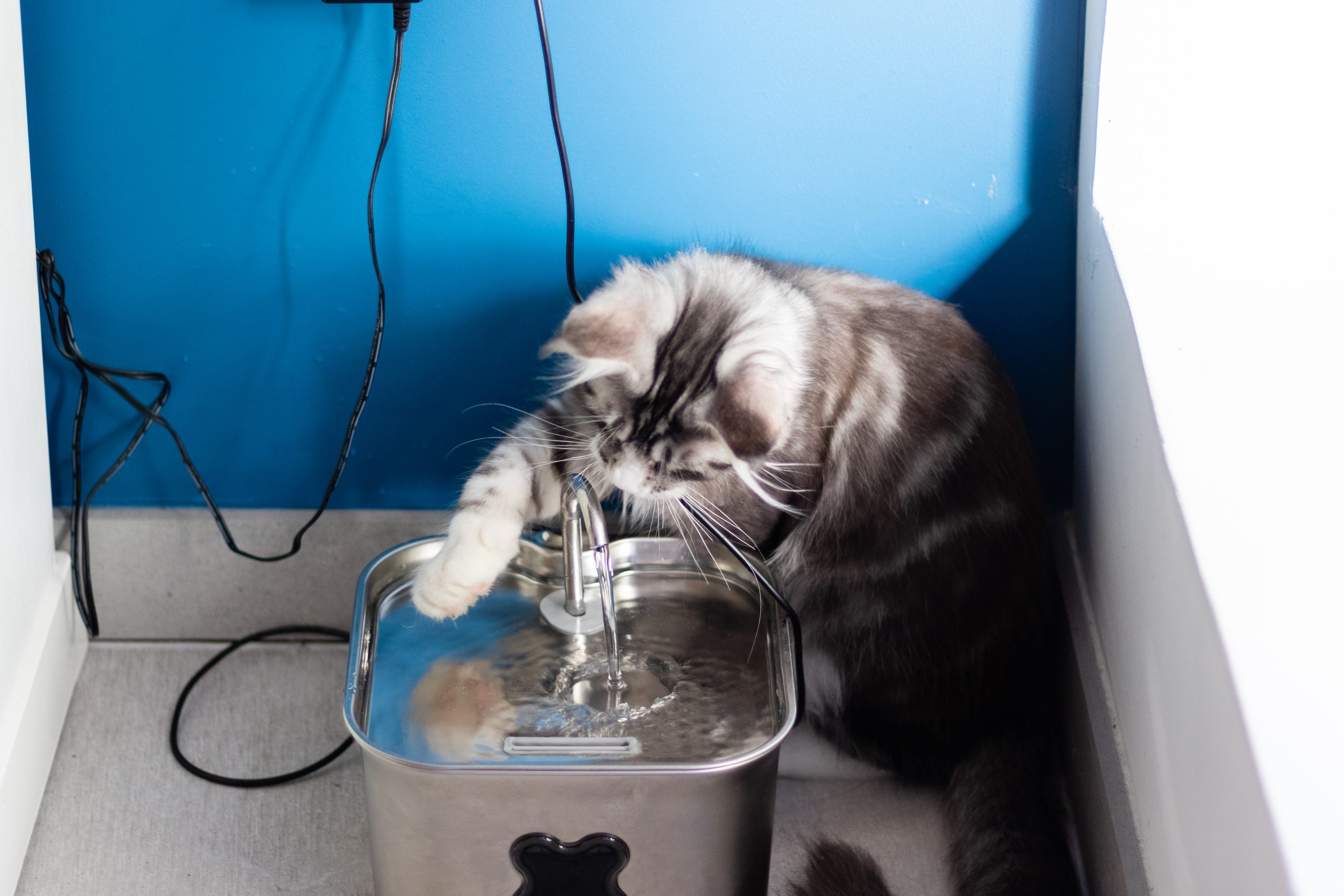Blaze joue avec sa fontaine à eau Un maine coon entrain de jouer avec sa fontaine à eau
