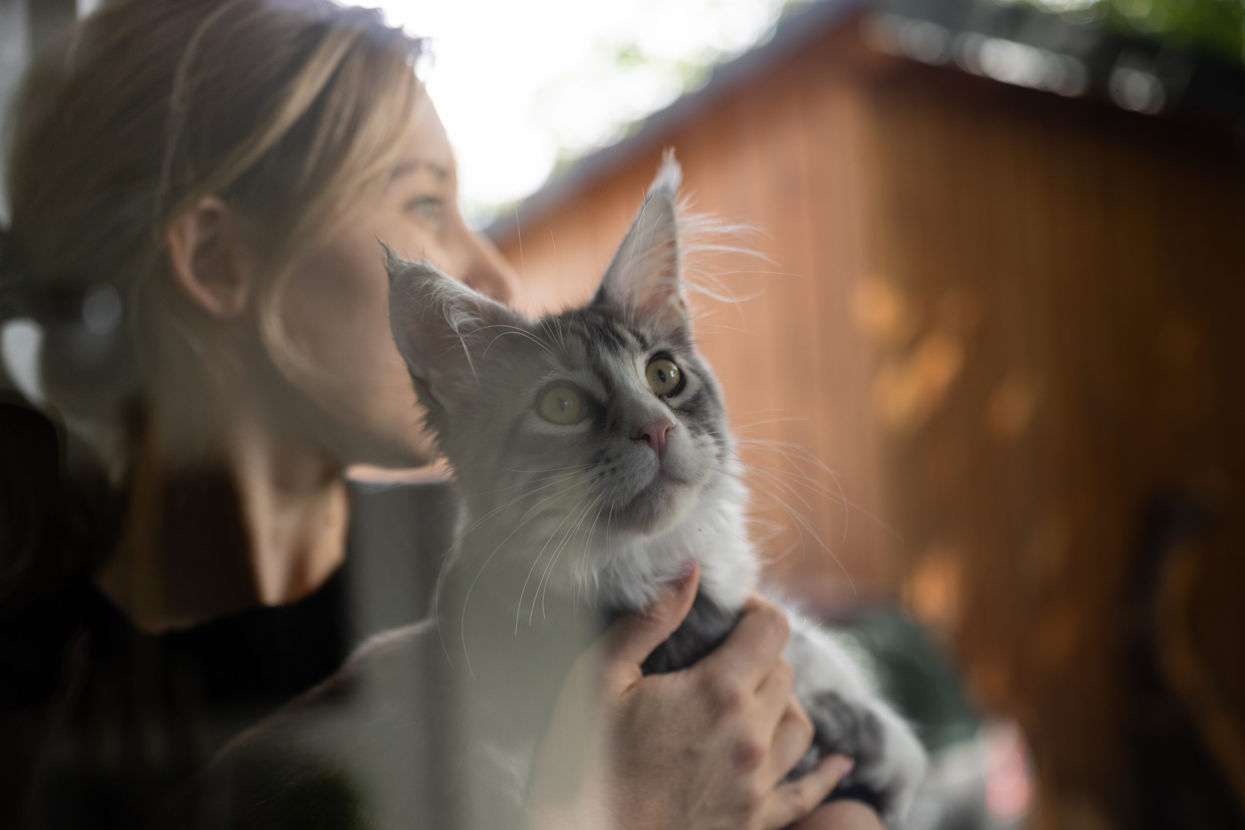 Adopter un maine coon Adopter un maine coon