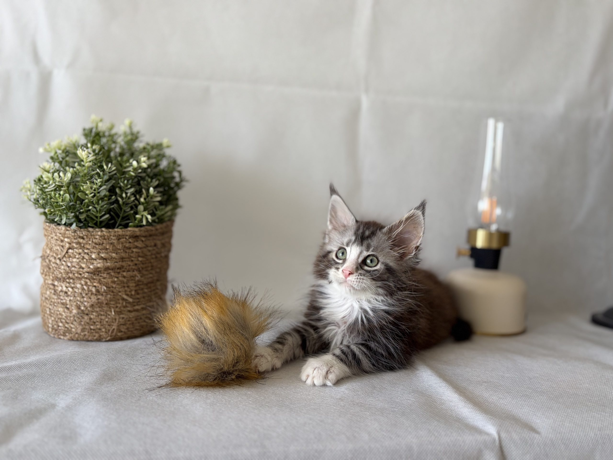 Blaze avait déjà de grosses pattes