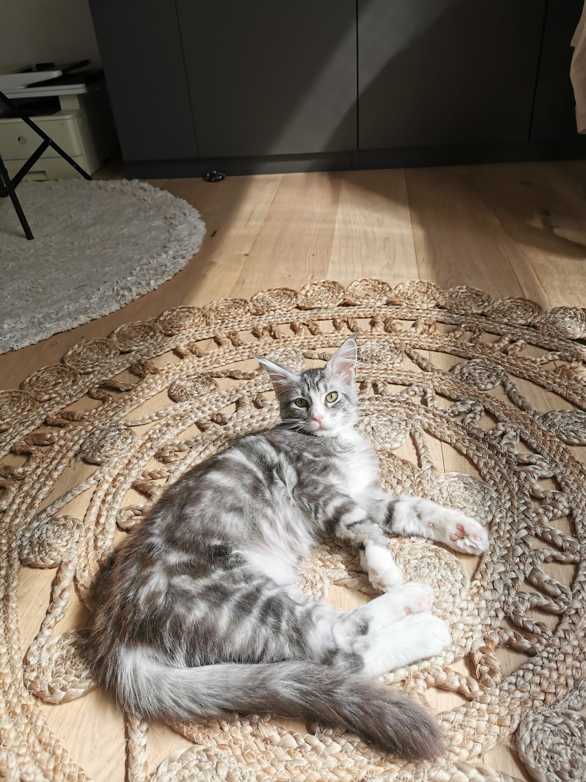 L'assurance de Blaze notre maine coon L'assurance de Blaze notre maine coon