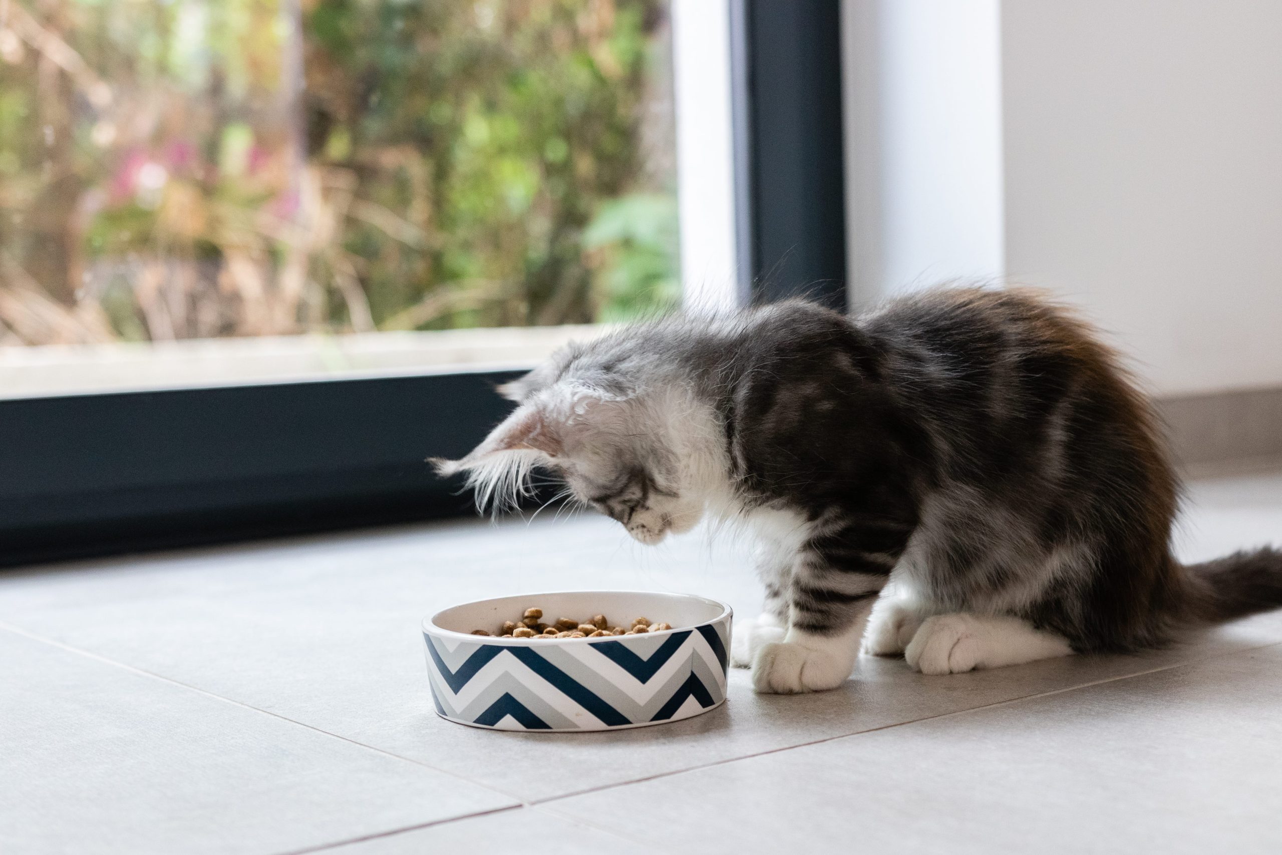 croquette chaton maine coon