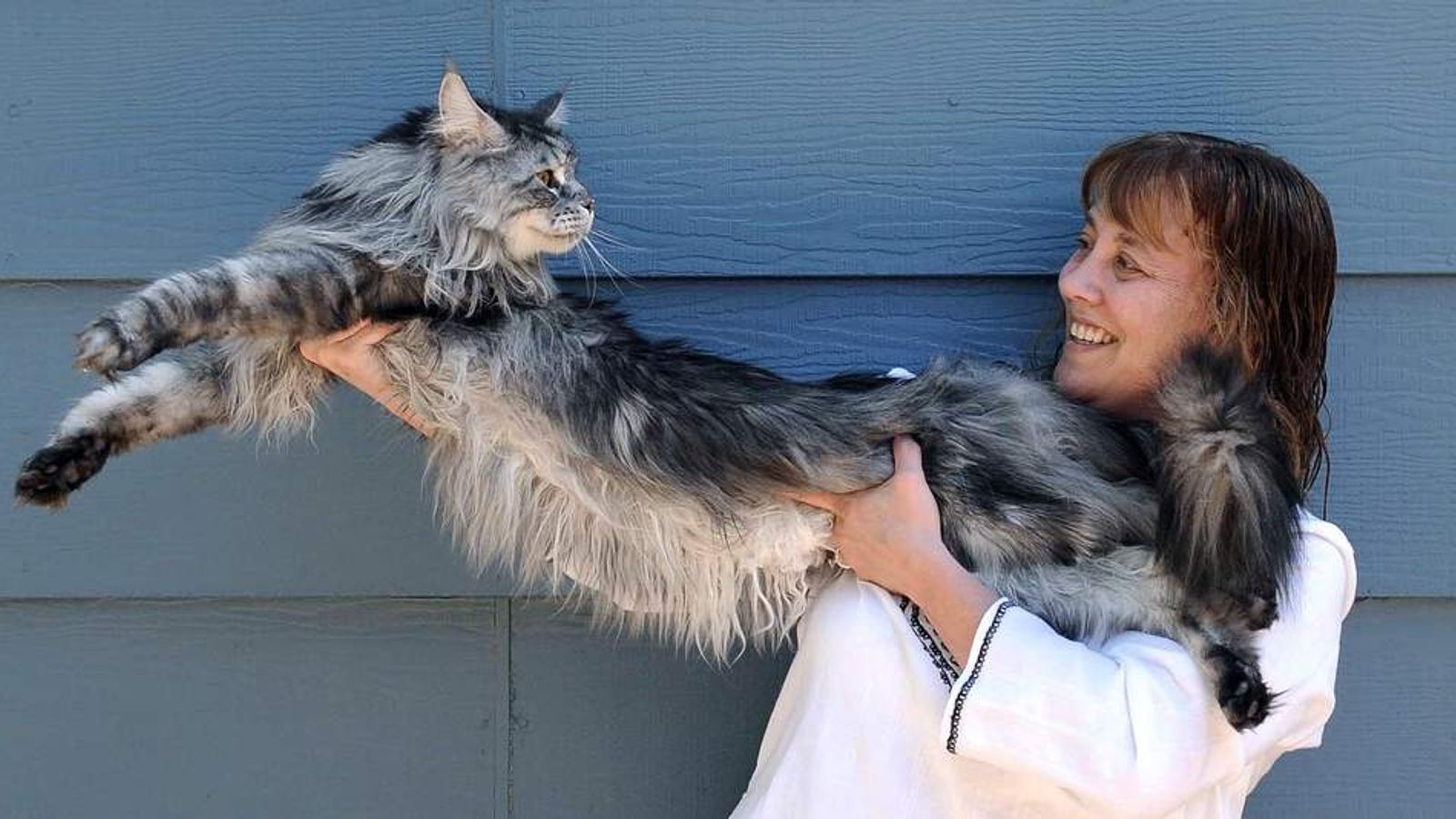 Stewie - le plus grand maine coon au monde