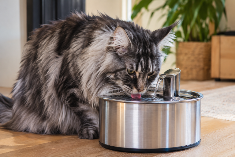 Un Maine Coon boit de l’eau dans sa fontaine