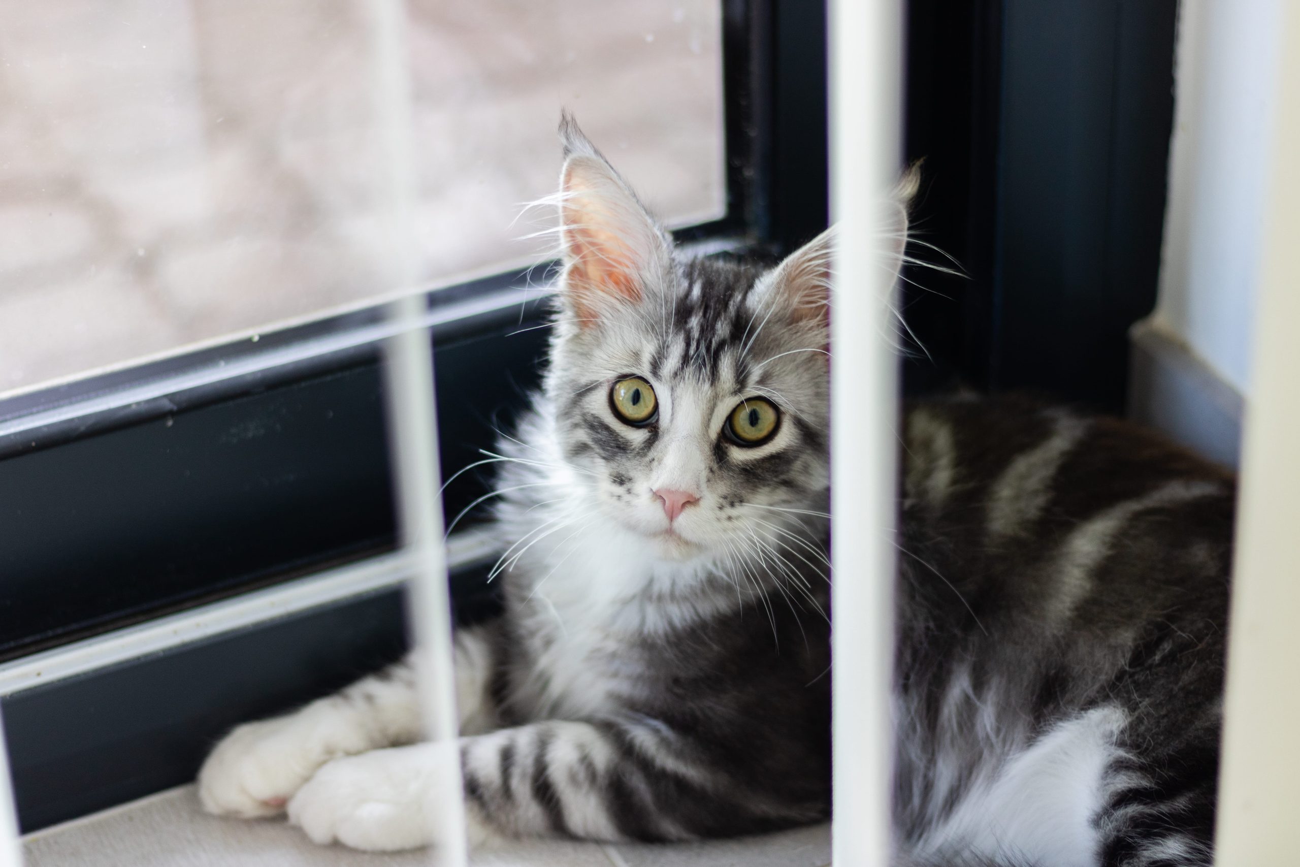 Un maine coon non croisé est rarement gratuit