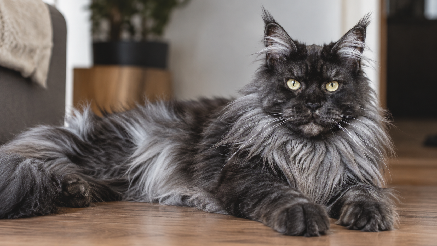 Un maine coon à donner allongé